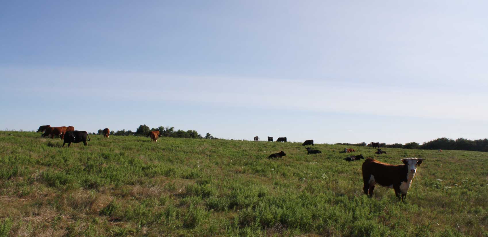 Home B&D Herefords and Angus Hereford and Angus in Kansas